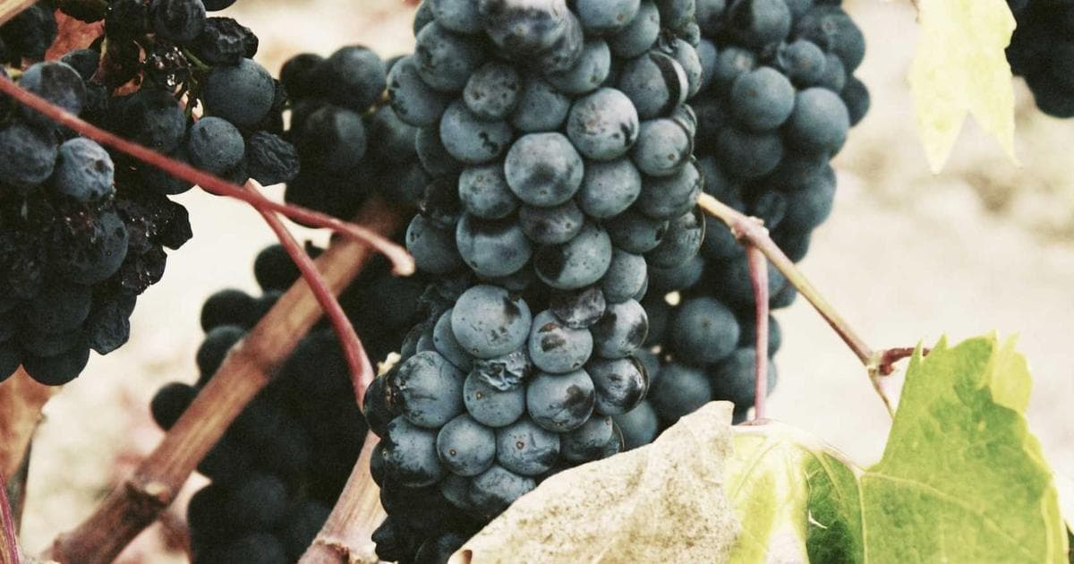 Understanding the Next.js App Router